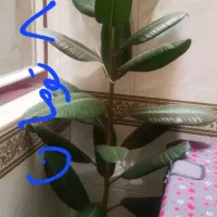 ۳تا گل باگلدان