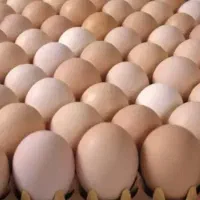 تخم مرغ محلی