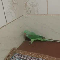 شاه طوطی
