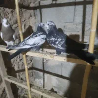 سینه دم سیاه.موقعیت گیلانغرب.