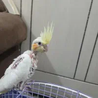 عروس هلندی جوجه