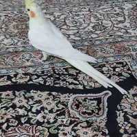 عروس هلندی نر دستی