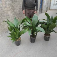 ۲۰ نوع گل اپارتمانی|گل و گیاه طبیعی|مشهد, پنجتن|دیوار