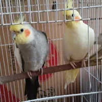 یک جفت عروس هلندی