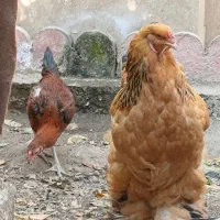 مرغ قفس آهنی لاری مرغ خروس برهما بوقلمون|حیوانات مزرعه|کرج, شهرک سهرابیه|دیوار