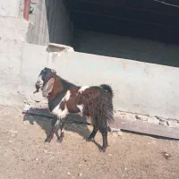 پازند دو رگ نژدی تخمی۲ساله