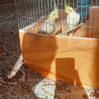 عروس هلندی|پرنده|تکاب, |دیوار