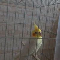 عروس هلندی|پرنده|رشت, پیرکلاچای|دیوار