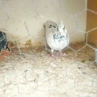 همه عالی به شرط گرفتنی هستن|پرنده|تهران, هاشمی|دیوار