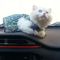 گربه پرشین|گربه|قزوین, |دیوار