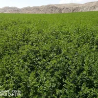 بذریونجه|خدمات باغبانی و درختکاری|کازرون, |دیوار