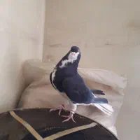 کبوتر ساده|پرنده|گلبهار, شهر جدید گلبهار|دیوار