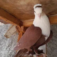 کبوتر زیبا