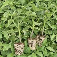 نشا انواع صیفی جات.خیار بادمجان گوجه هندوانه و...|خدمات باغبانی و درختکاری|زاهدان, |دیوار