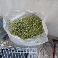 خرگوش لوپ + قفس|موش و خرگوش|دورود, |دیوار