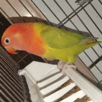 طوطی برزیلی|پرنده|دزفول, |دیوار