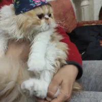 گربه ماده پرشین بالغ ۲ ساله با ۲ زایمان موفق|گربه|تهران, جنت‌آباد شمالی|دیوار