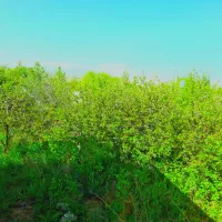 فروش-یک-قطعه-باغ-شهر-1000-متری