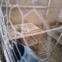 قفس و جفت کن کبوتر|لوازم جانبی حیوانات|ملایر, |دیوار