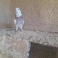 کبوتر|پرنده|شراء, |دیوار