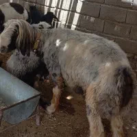 قوچ