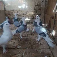 پرنده کورکوری