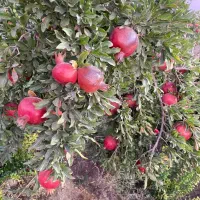 فروش-باغ-2600متری-جاده-مبارکه