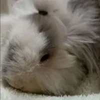 خرگوش لوپ اصیل|موش و خرگوش|مشهد, پنجتن|دیوار