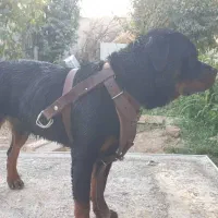 سگ گمشده محدوده سنقراباد