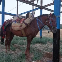 یورقه تندباری|اسب و تجهیزات اسب‌سواری|مریوان, |دیوار