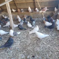 کبوتر تهرانی