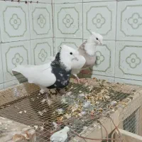 کفتر طوقی|پرنده|طبس, |دیوار