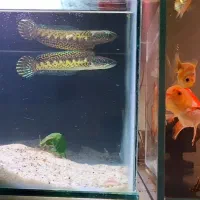 چانا استیوارتی و گلدن کبری