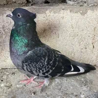 کفتر معاوضه با عروس هلندی