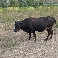 گاو چالوسی با گوساله نر جرسی