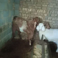 نربز|حیوانات مزرعه|مشهد, مقصود آباد|دیوار