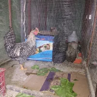 خروس چینی مینیاتوری|حیوانات مزرعه|تفت, |دیوار