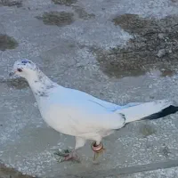 کبوتر گم شده