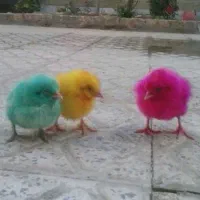 جوجه رنگی کلیa+