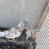 کفتر|پرنده|بندرعباس, |دیوار