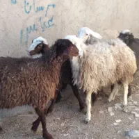 گوسفند. بره ماده نازار|حیوانات مزرعه|بروجرد, |دیوار