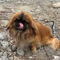 پیکینیز امپریال