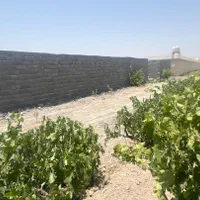 150متر باغچه جای امن و آروم