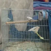 فنچ به شرط تخم و جوجه