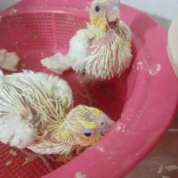 جوجه عروس هلندی نرمه خور|پرنده|مشهد, شهید قربانی|دیوار