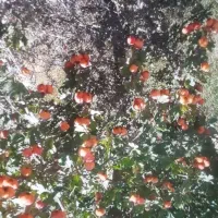 فروش زمین در سدران مرغک