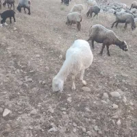 فروش 6عددمیش و2عددقوچ