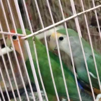 طوطی برزیلی پرنده دوست داشتنی وبا هوش|پرنده|بوشهر, |دیوار