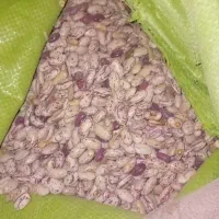 لوبیا چیتی کپسولی درجه یک