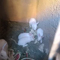 خرگوش سفید معاوضه با قناری|موش و خرگوش|فیروزآباد (فارس), |دیوار